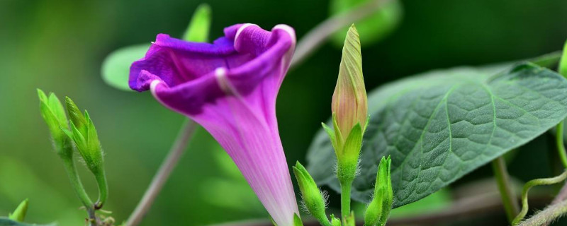 牵牛花怕雨水吗 牵牛花怕雨水吗为什么