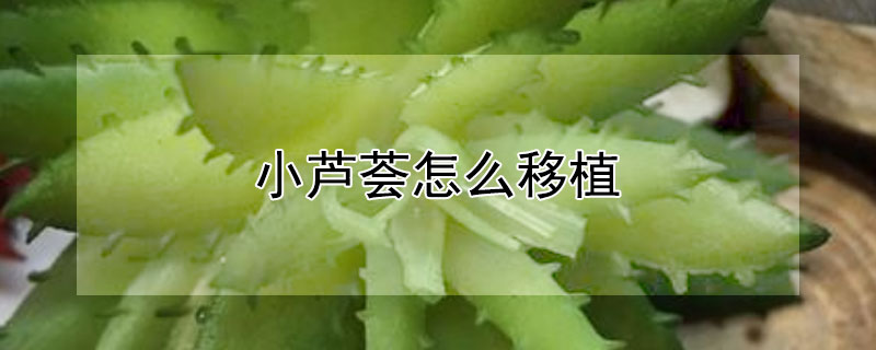 小芦荟怎么移植 小芦荟怎么移植成活率高