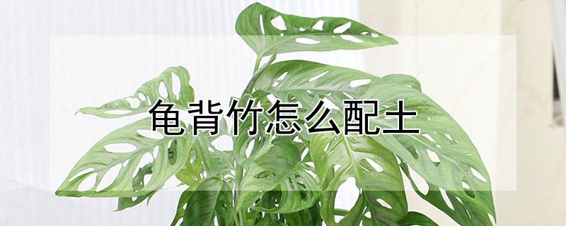龟背竹怎么配土（龟背竹怎么配土最好）