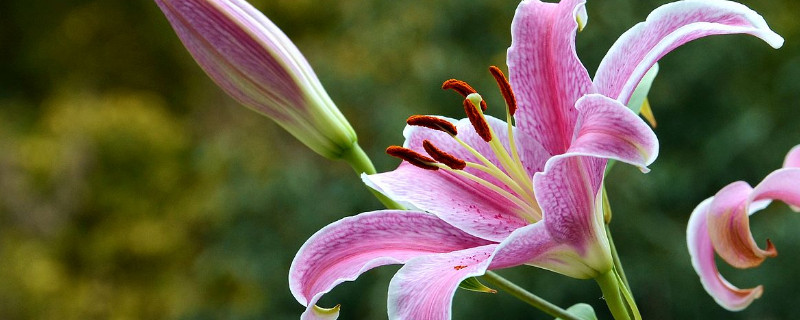 百合花种球怎么越养越大 百合花种球怎么越养越大呀