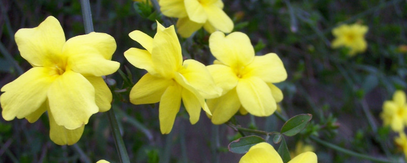 迎春花与探春花的区别 迎春花与探春花的区别和功效