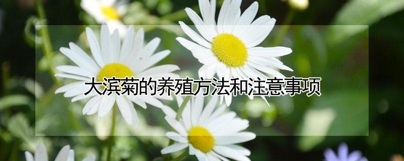 大滨菊的养殖方法和注意事项（大滨菊的养殖方法和注意事项大滨菊什么时候移栽）