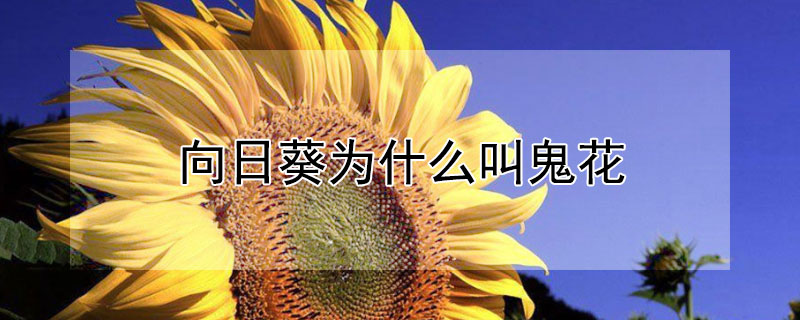 向日葵为什么叫鬼花（向日葵是鬼花吗）