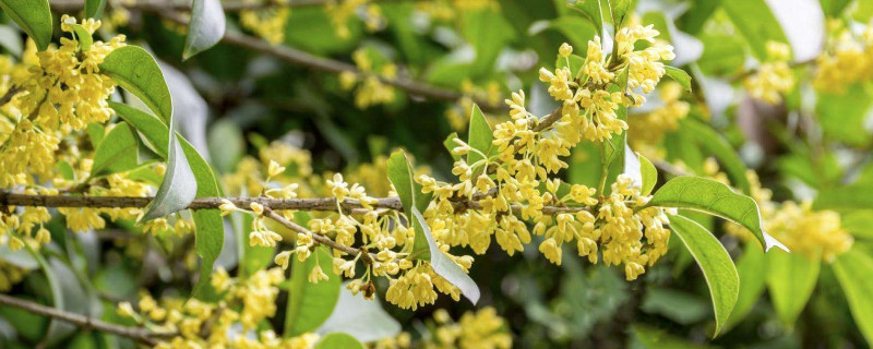 桂花叶子卷是什么原因 桂花叶卷了又干又硬是怎么回事?