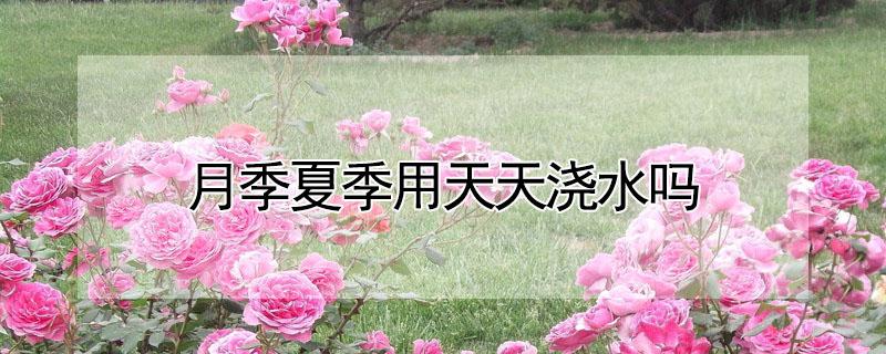 月季夏季用天天浇水吗（月季夏季用天天浇水吗）