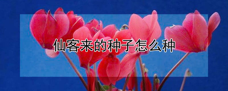 仙客来的种子怎么种 仙客来的种子怎么种植
