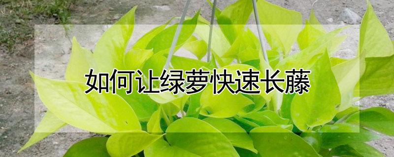 如何让绿萝快速长藤（如何让绿萝快速长藤条）