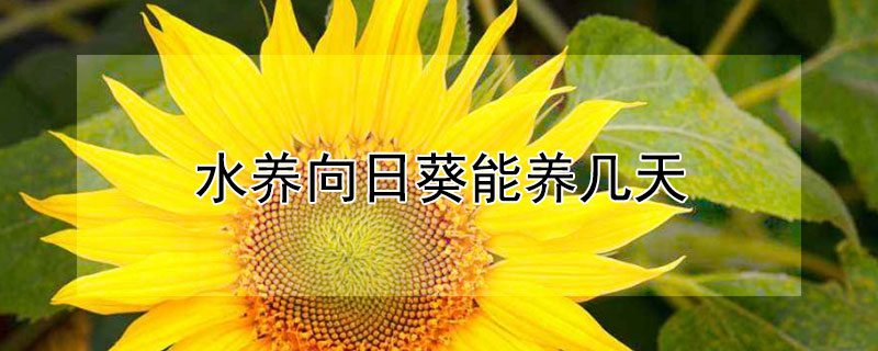 水养向日葵能养几天（水养向日葵怎么养）