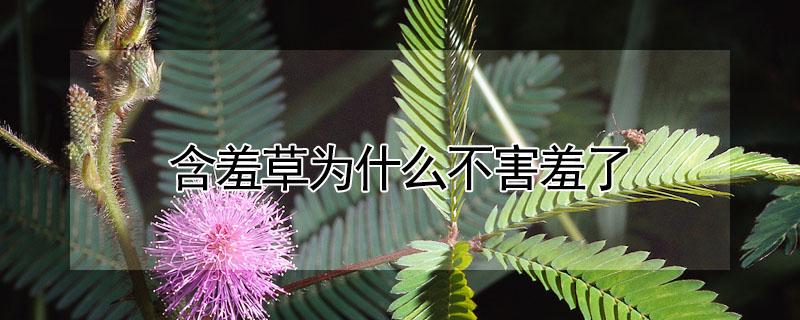 含羞草为什么不害羞了 含羞草为什么不害羞了?