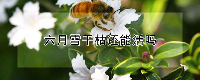 六月雪干枯还能活吗 六月雪出现干枝是什么原因