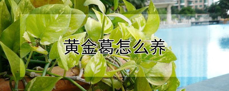 黄金葛怎么养 黄金葛怎么养才黄