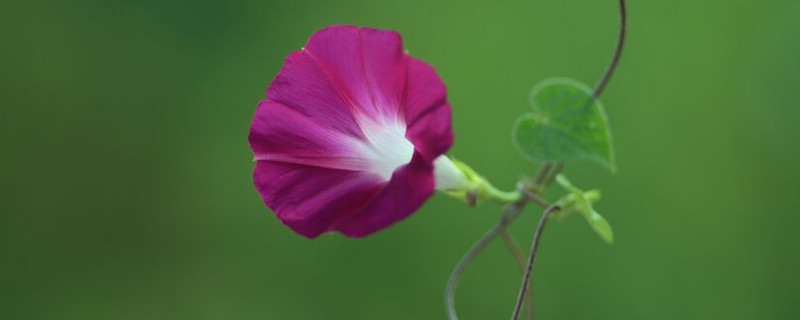 牵牛花对孕妇有影响吗（牵牛花孕妇吃了有流产吗）