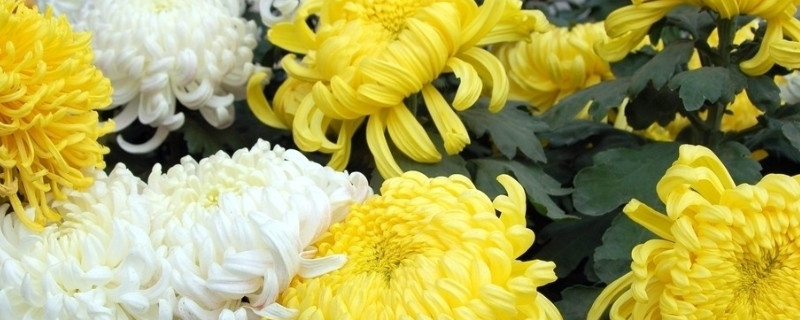 菊花种子怎么播种 菊花种子怎么播种方法