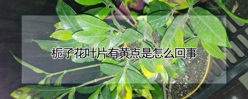 栀子花叶片有黄点是怎么回事（栀子花叶子有黄点是什么原因）