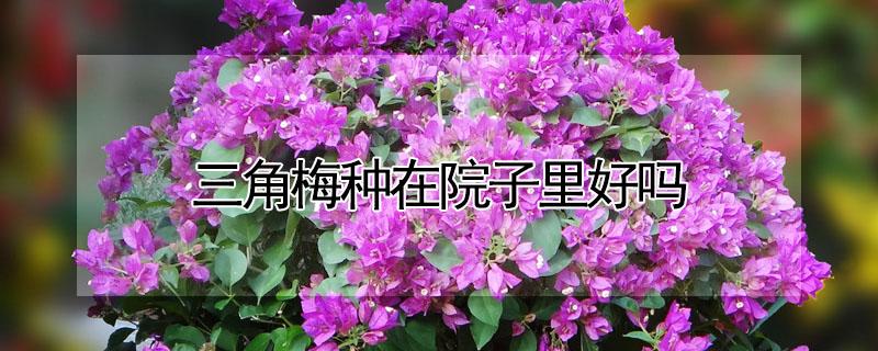 三角梅种在院子里好吗 三角梅种在院子里好吗视频
