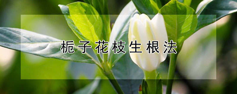 栀子花枝生根法（栀子花枝生根法图片）