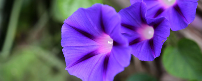 怎样让牵牛花结籽（怎么让牵牛花开花）