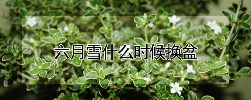 六月雪什么时候换盆 六月雪什么时间换盆