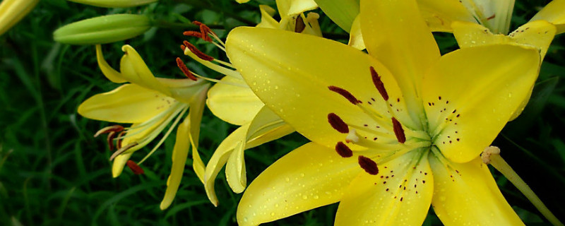 百合花需要晒太阳吗 水培百合花需要晒太阳吗