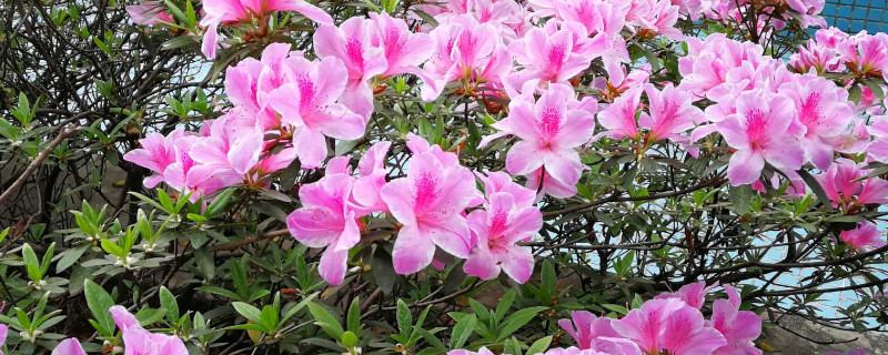 杜鹃花十月开花正常吗 杜鹃花十月开花正常吗视频