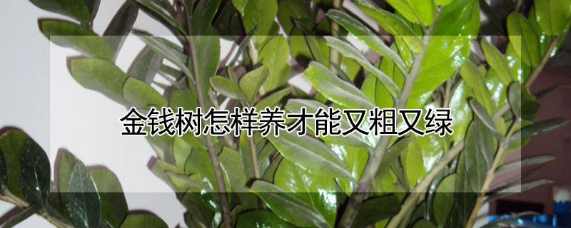 金钱树怎样养才能又粗又绿（金钱树怎样养才能又粗又绿又旺长）