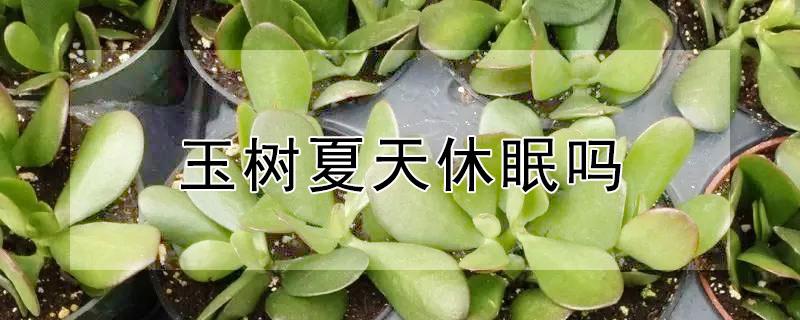 玉树夏天休眠吗 玉树夏天休眠多长时间