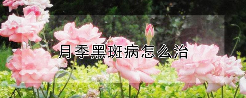 月季黑斑病怎么治（月季黑斑病怎么治好）