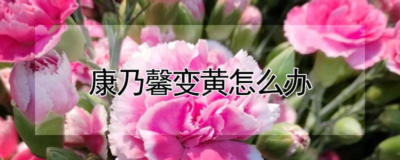康乃馨变黄怎么办（康乃馨枯黄怎么办）