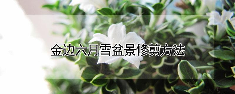 金边六月雪盆景修剪方法 各种梗是什么意思