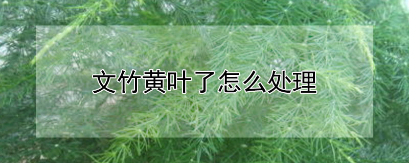 文竹黄叶了怎么处理（文竹黄叶了怎么处理视频）