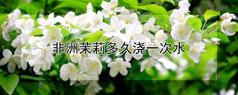 非洲茉莉多久浇一次水 非洲茉莉多长时间浇水
