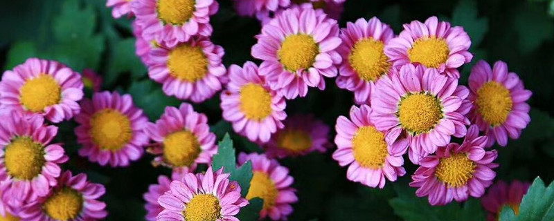 菊花春天可以分根吗 菊花春天可以分根吗为什么