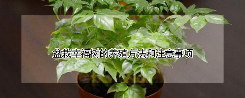 盆栽幸福树的养殖方法和注意事项 盆栽幸福树的养殖方法和注意事项视频