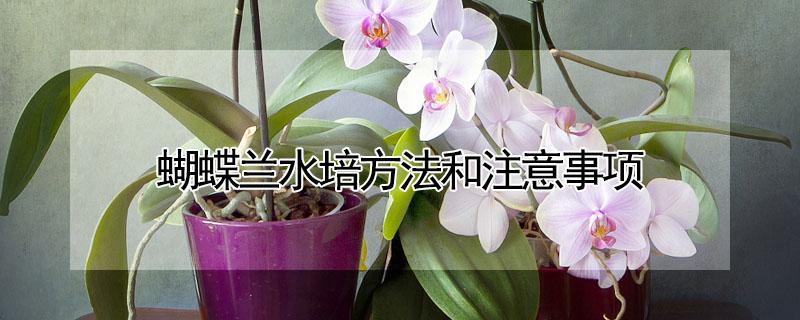 蝴蝶兰水培方法和注意事项 蝴蝶兰的水培方法