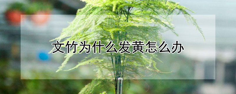 文竹为什么发黄怎么办（文竹为啥变黄了）