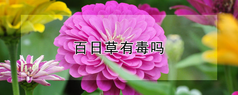 百日草有毒吗 百日草有毒吗能不能在室内养