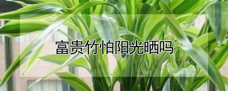 富贵竹怕阳光晒吗 富贵竹放客厅大忌