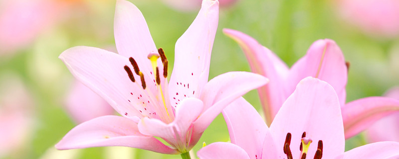 百合花花期几天 百合花花期多长时间