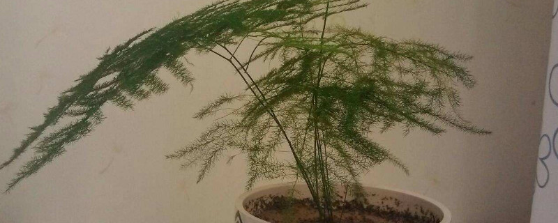 文竹的嫩芽怎么干瘪了（文竹嫩芽怎么枯萎了）
