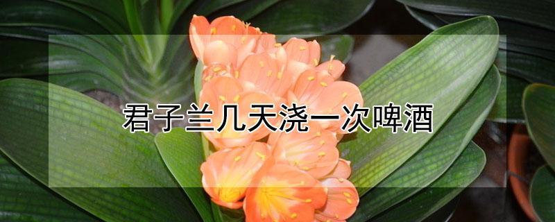 君子兰几天浇一次啤酒 君子兰几天浇一次啤酒比较好