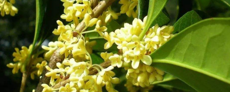 什么树可以嫁接桂花（什么树可以嫁接桂花树视频）