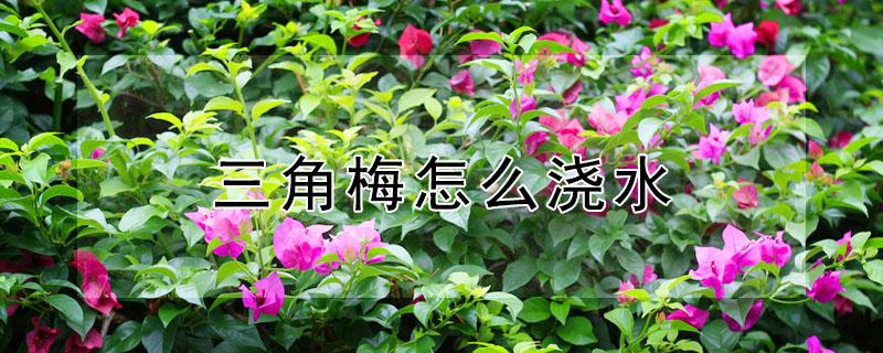 三角梅怎么浇水（三角梅怎么浇水怎么养）