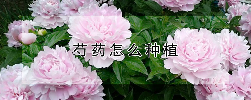 芍药怎么种植（芍药怎么种植方法）