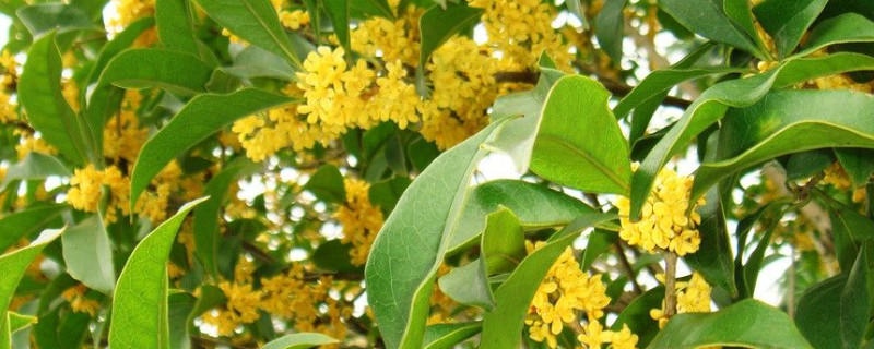 桂花树苗怎样移栽 桂花树如何移栽