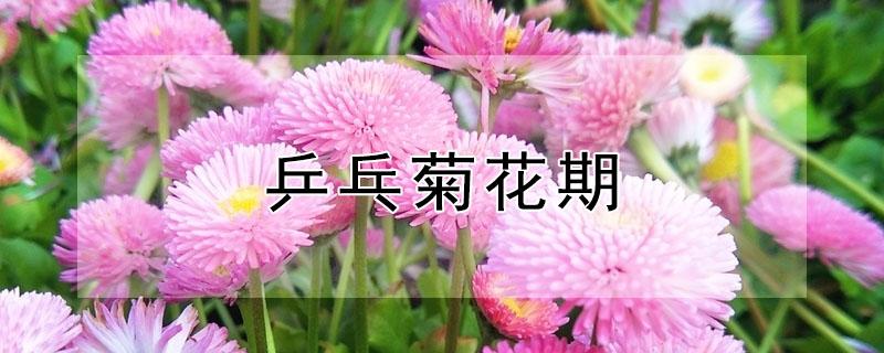 乒乓菊花期 乒乓菊花期几月