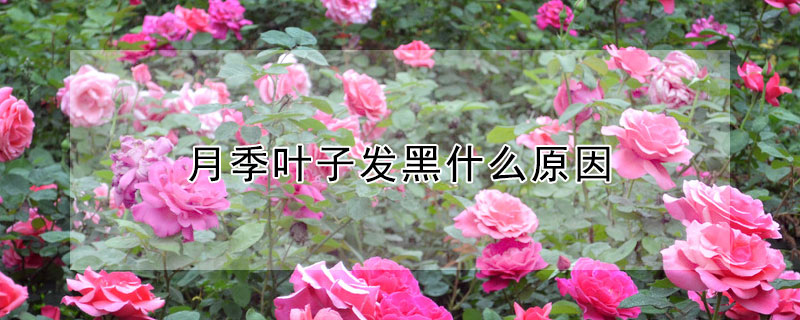 月季叶子发黑什么原因 月季叶子发黑什么原因发干