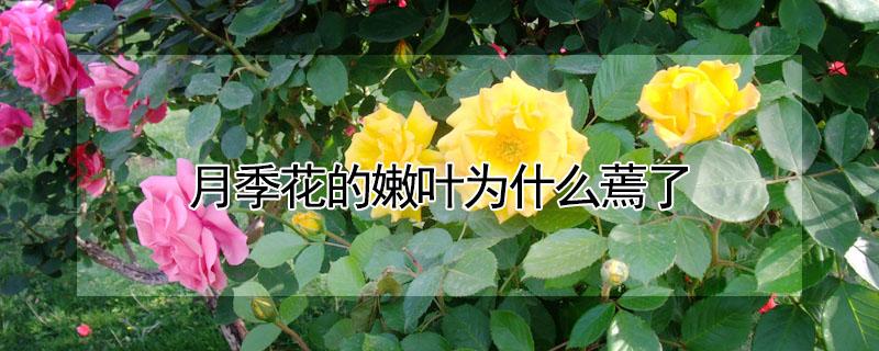月季花的嫩叶为什么蔫了 月季花的嫩叶为什么蔫了呢