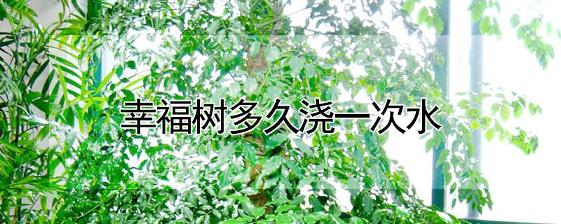幸福树多久浇一次水（幸福树多久浇一次水合适）