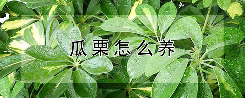 瓜栗怎么养 瓜栗怎么养活