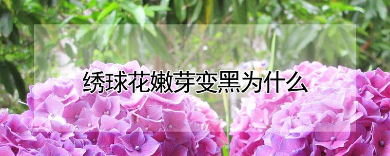 绣球花嫩芽变黑为什么 绣球花芽点发黑怎么回事